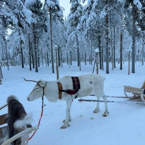 Reindeer harnessed to sleighs in the snowy forest