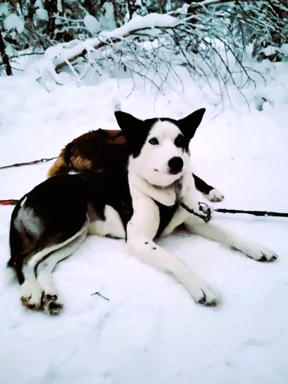 Black and white husky lying in the snow in harness