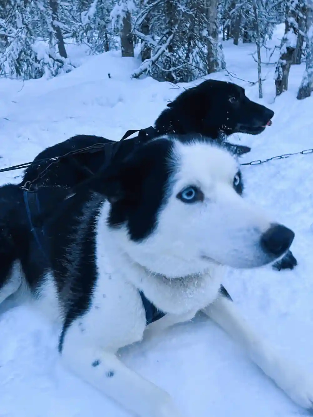Black and white husky lying in snow with a pale blue eye