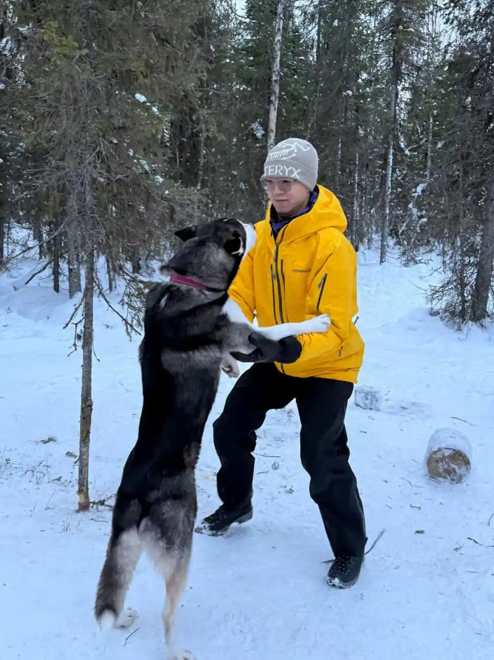 Child in a yellow jacket holding a husky up on its hind legs in forest