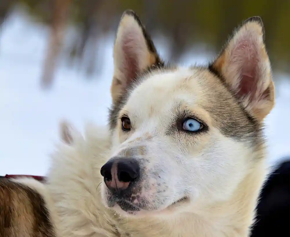 Cream husky with a blue eye resting its head against another dog