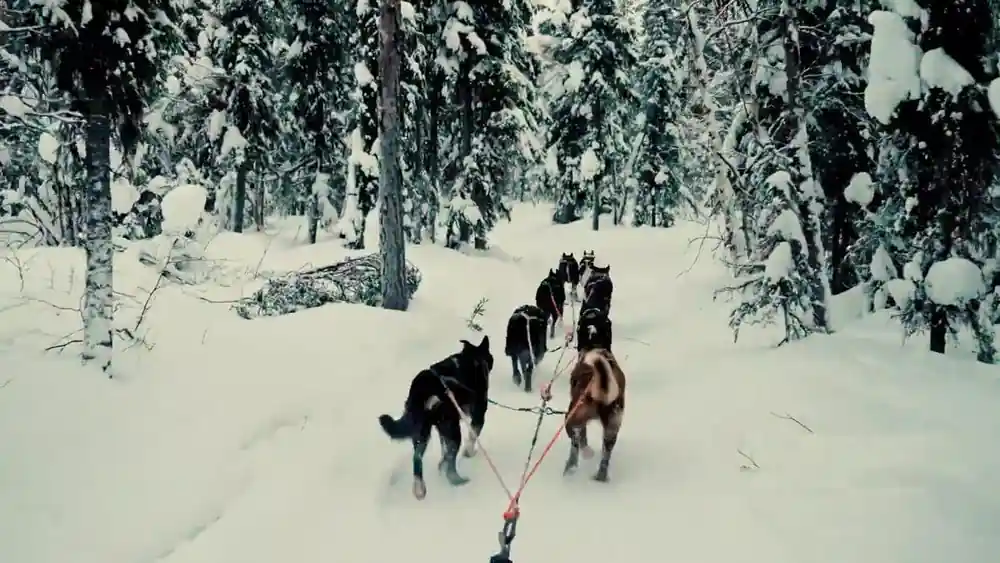 Dog team on a narrow trail between heavily snow laden pines