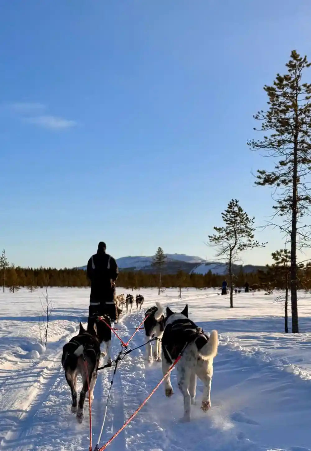 Dog team seen from behind crossing open snow towards distant fells
