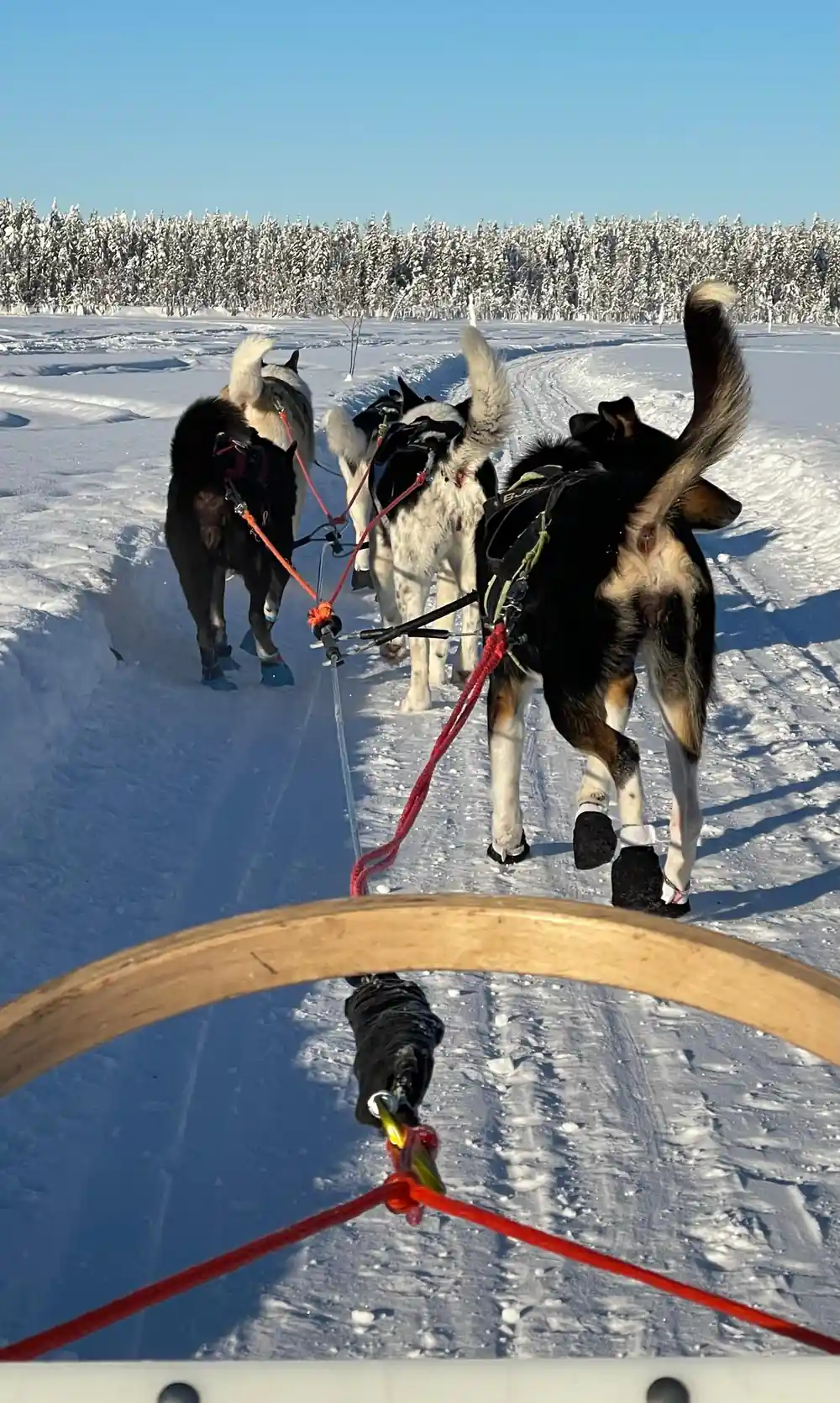 Dogs in harness ahead of the sled seen over the handlebar
