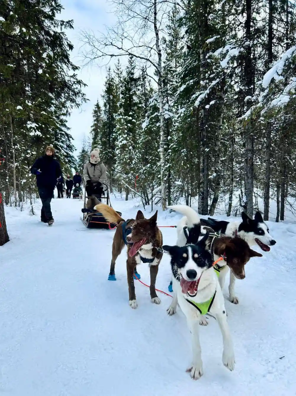 Dogs in harness on a forest trail with walkers and a sled behind