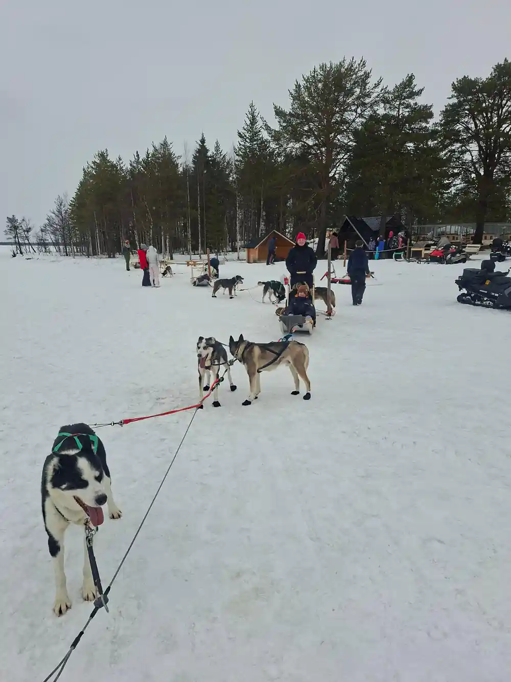 Dogs in harness and sleds gathered at the base with visitors behind
