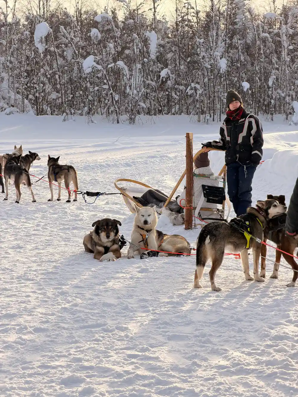Dogs, sleds and a handler gathered on the snow at the base