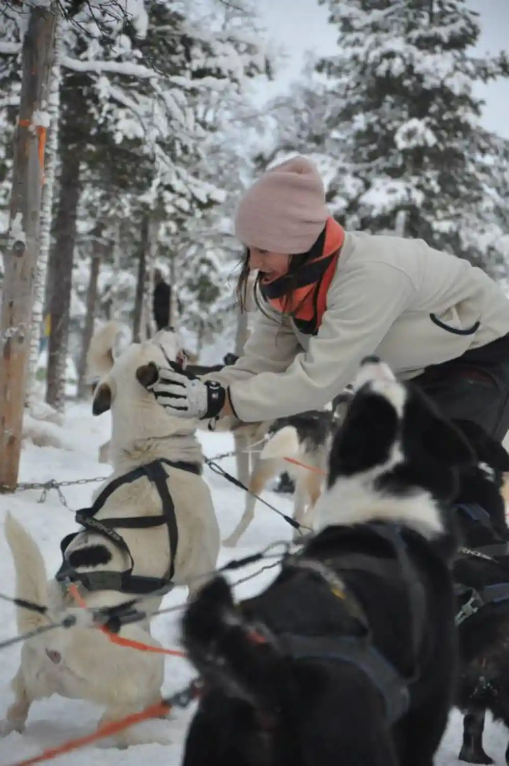 Guide crouching to harness dogs on the snow