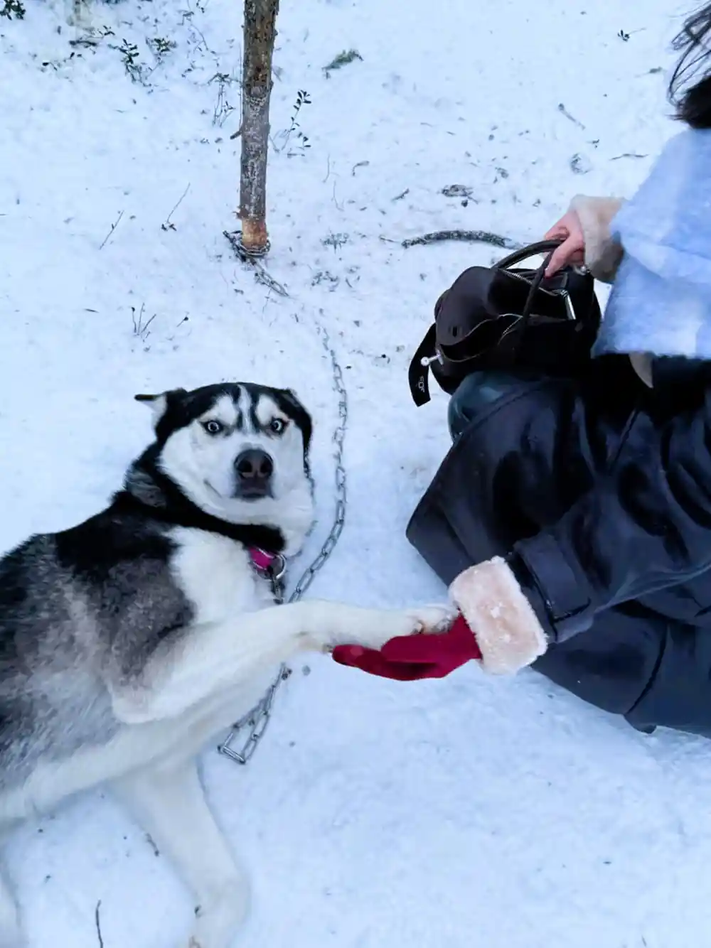 Husky on a chain reaching up to a gloved hand