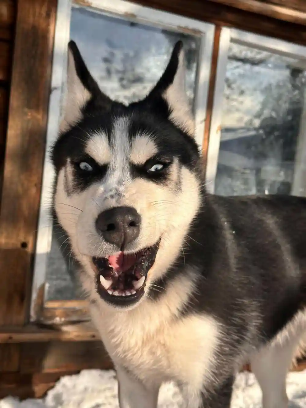 Husky face close up, mouth open, beside a wooden kennel window