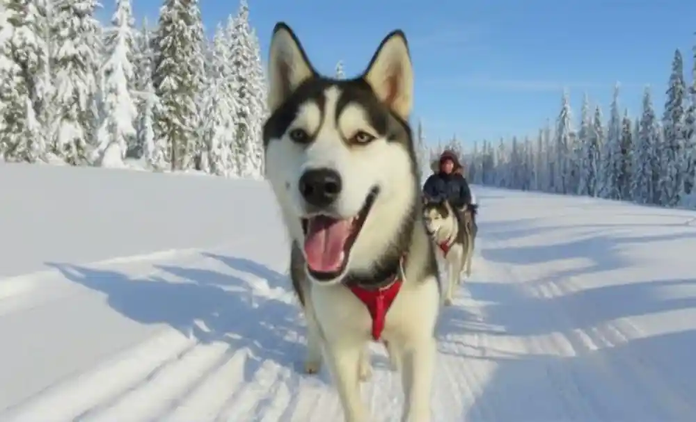 Husky in harness on a sunlit trail with the team stretched out behind