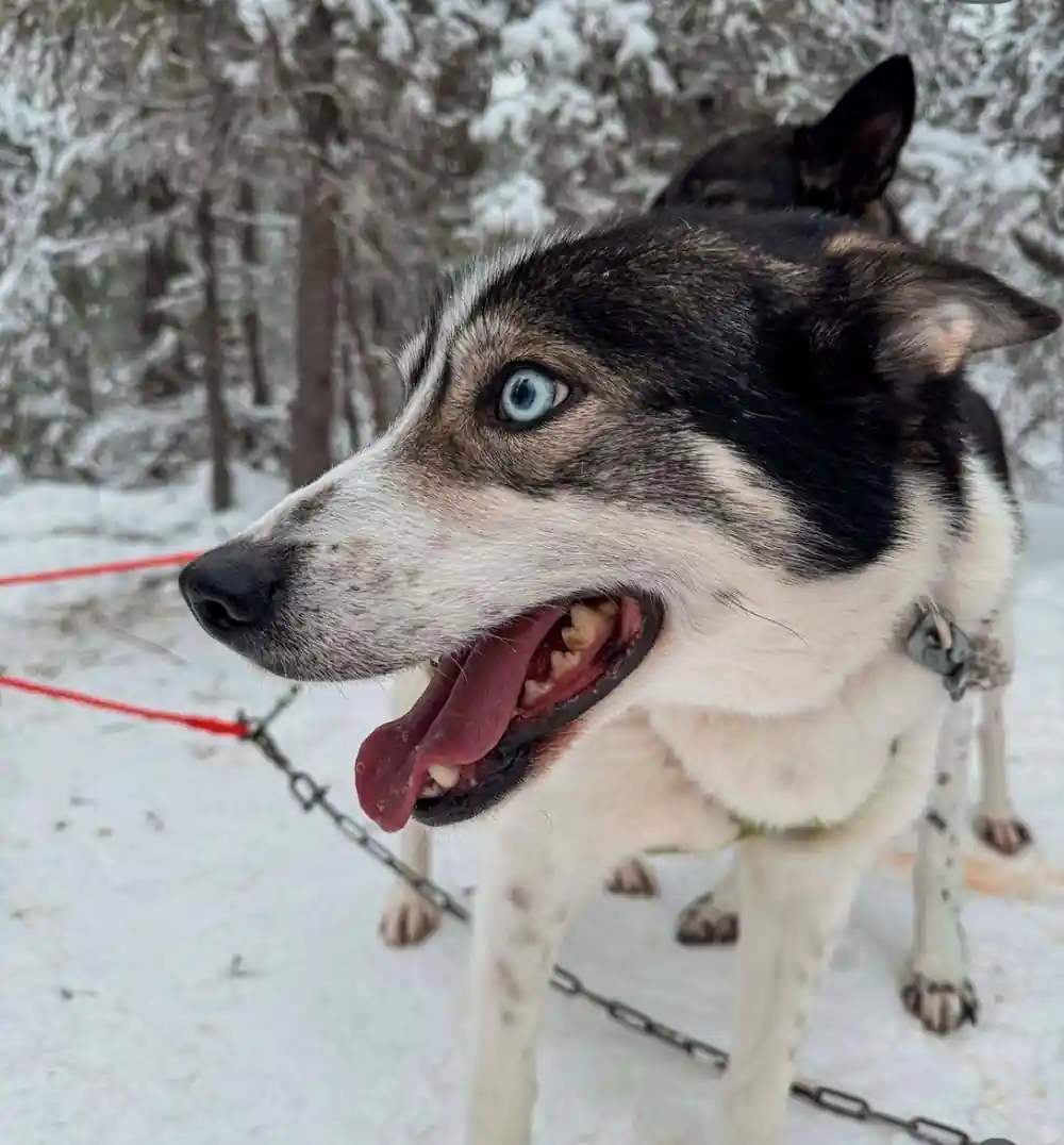 Husky head in harness, tongue out, snowy pines behind