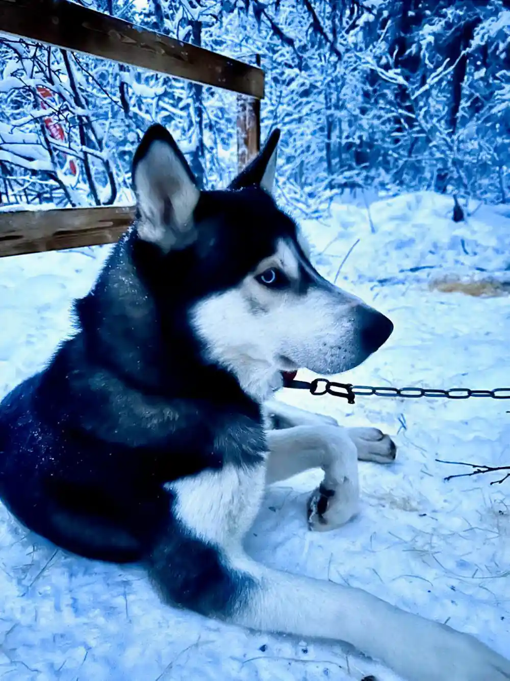 Husky lying against blue lit snow and frosted forest