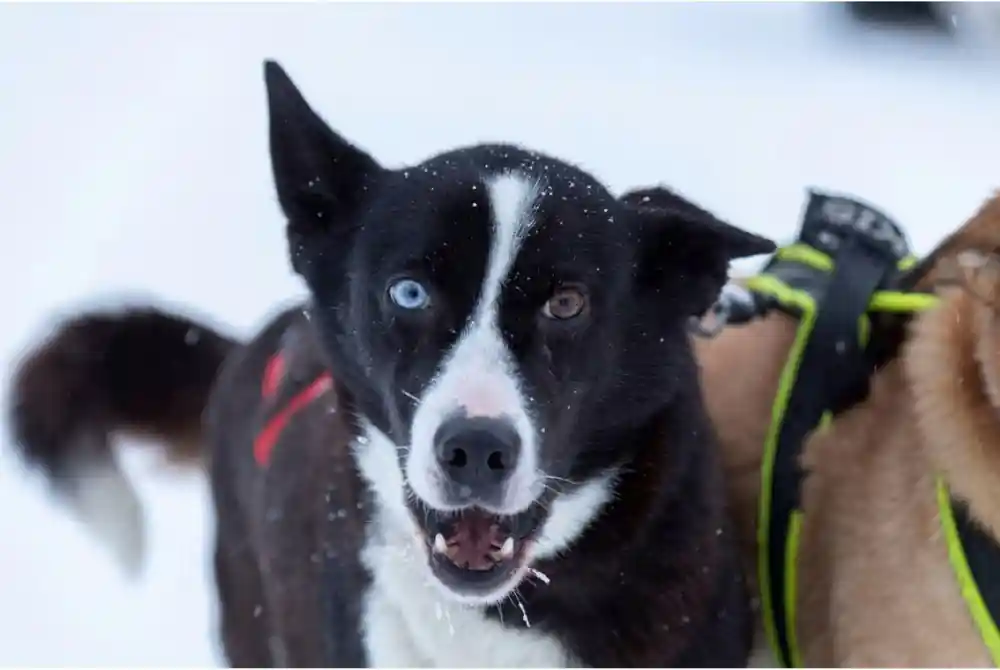 Husky with one blue and one brown eye, close up in snowfall