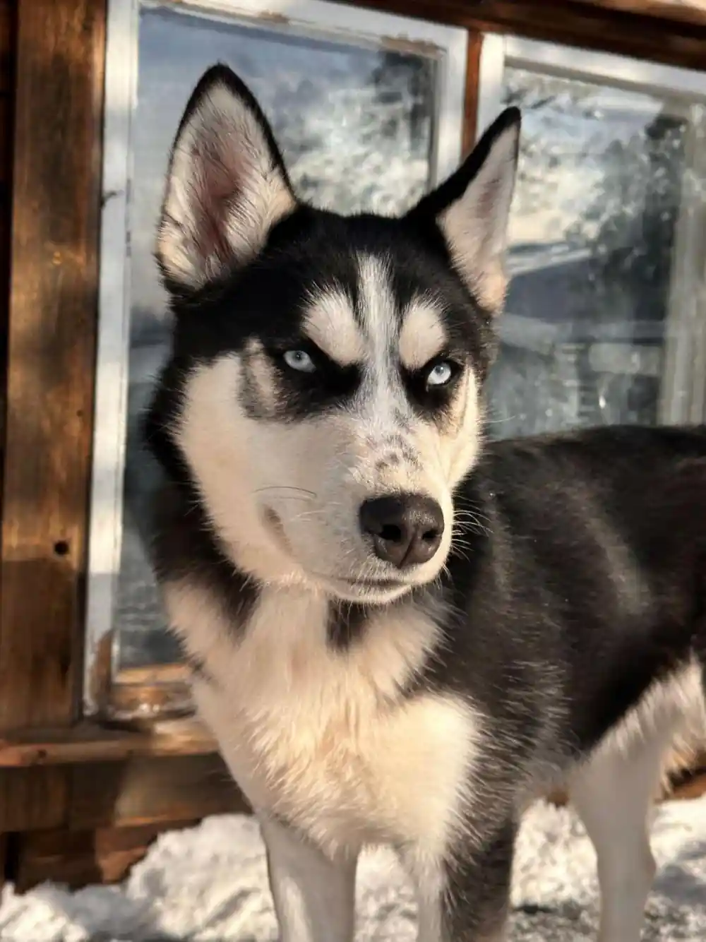 Husky with pale blue eyes staring at the camera beside a timber wall