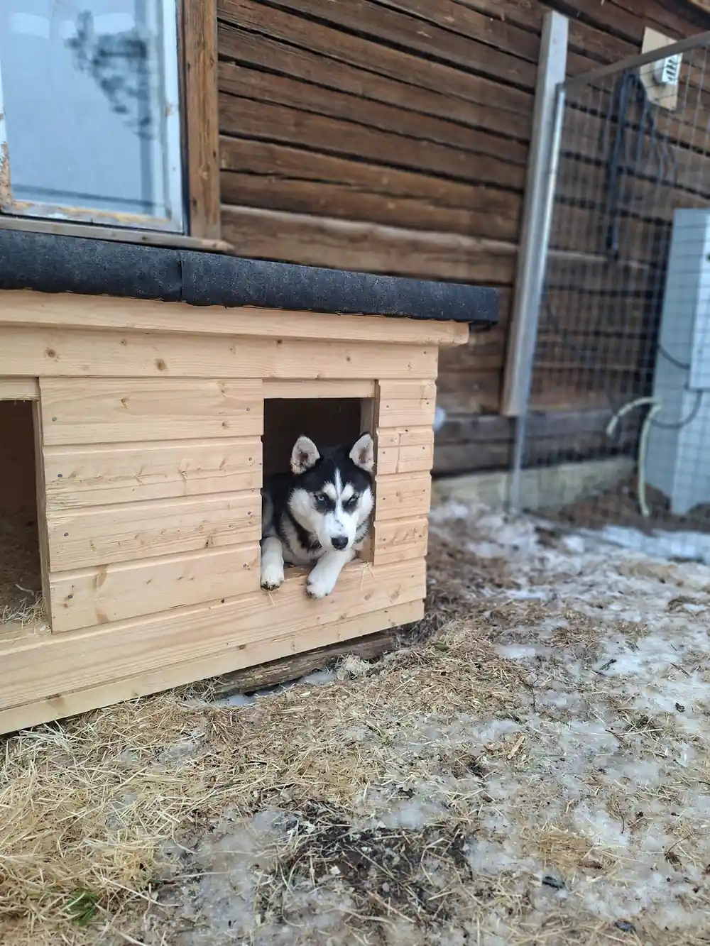 Husky puppy looking out of the doorway of a timber kennel house