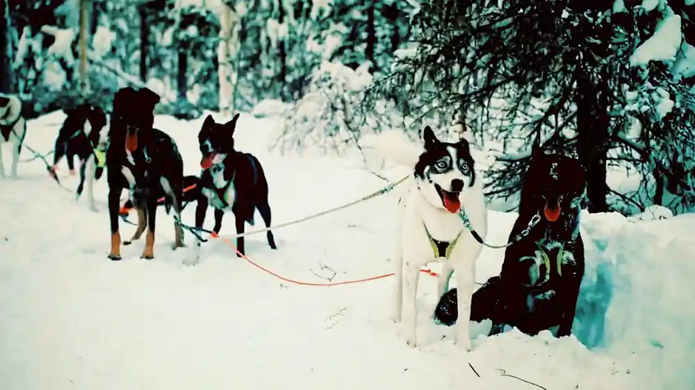 Husky standing in harness on a trail, more dogs among the pines behind