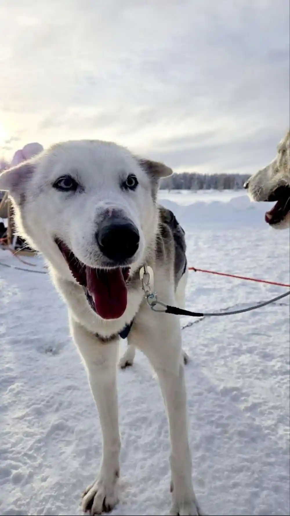 Pale husky with blue eyes barking in harness on packed snow