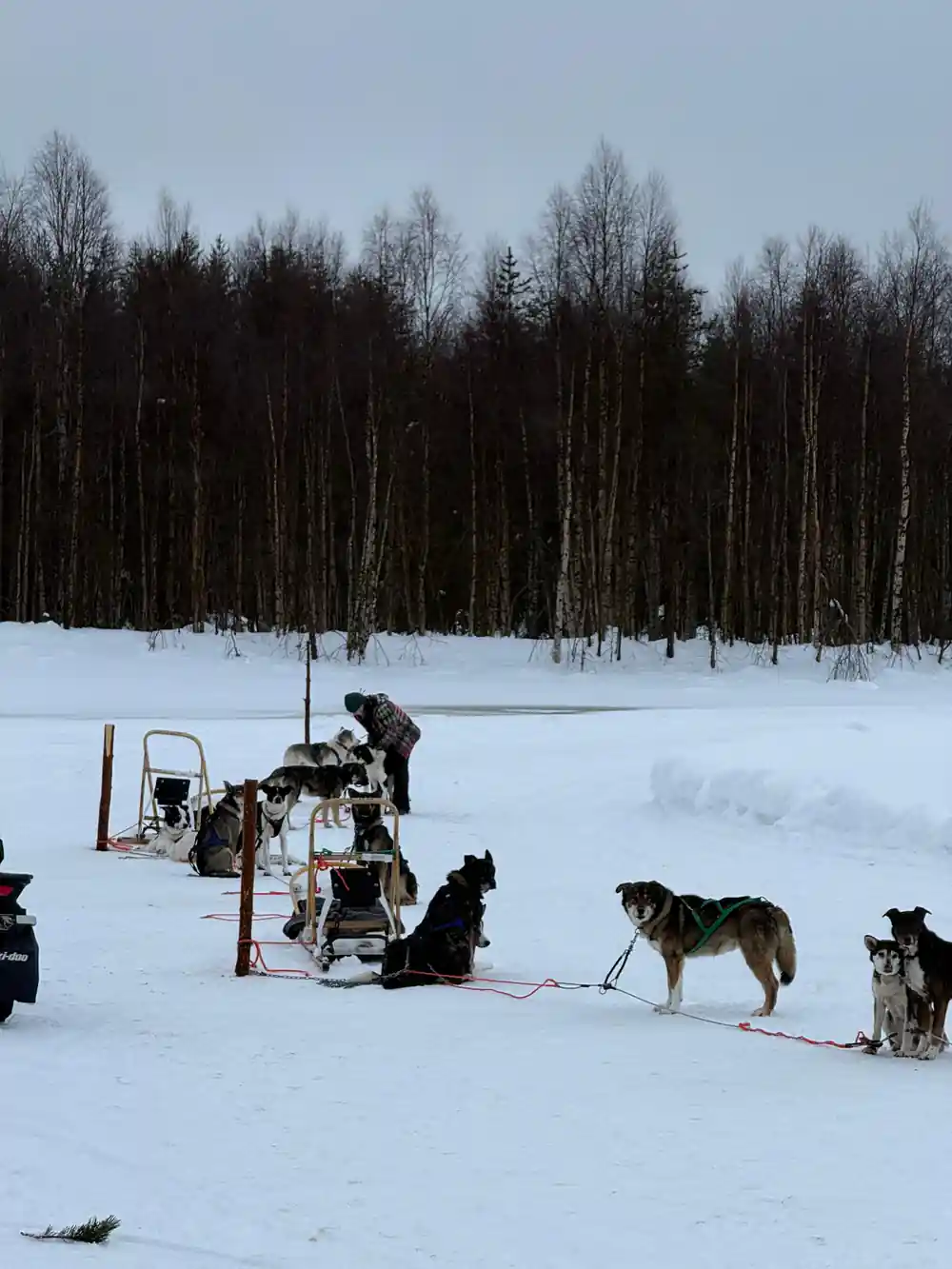 Sleds and resting dogs at the base with birch forest behind