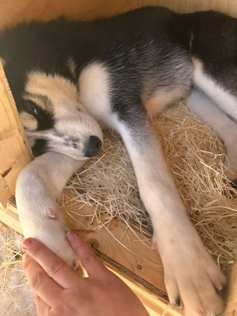 Small husky puppy held in a hand on straw bedding