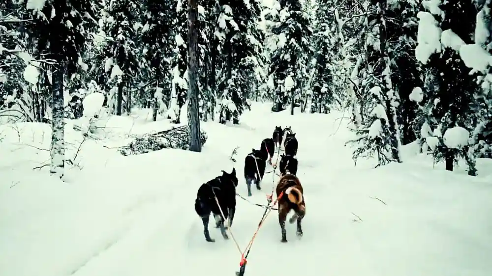 Team running away down a trail between snow covered spruce