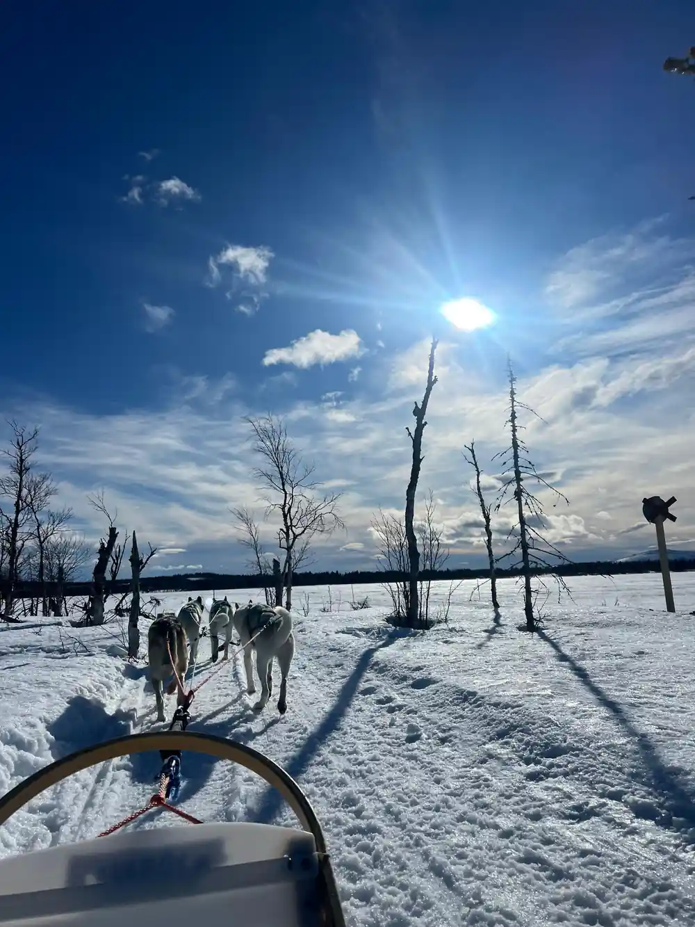 Team on the trail with the sun flaring above bare winter trees