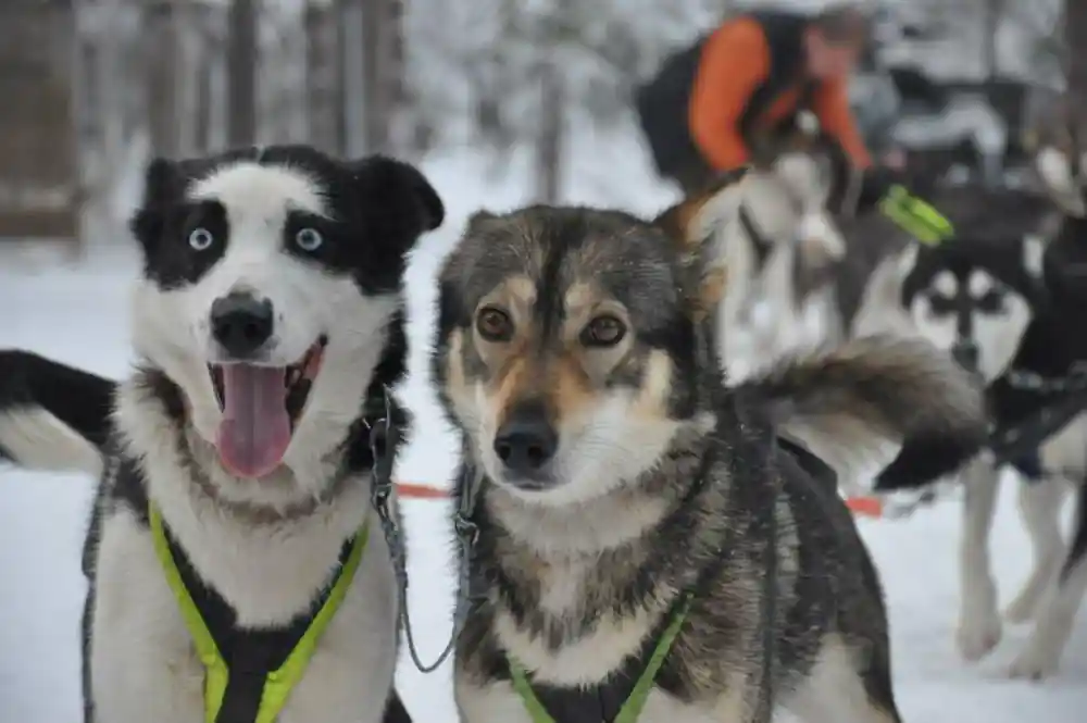 Two huskies in harness looking straight at the camera