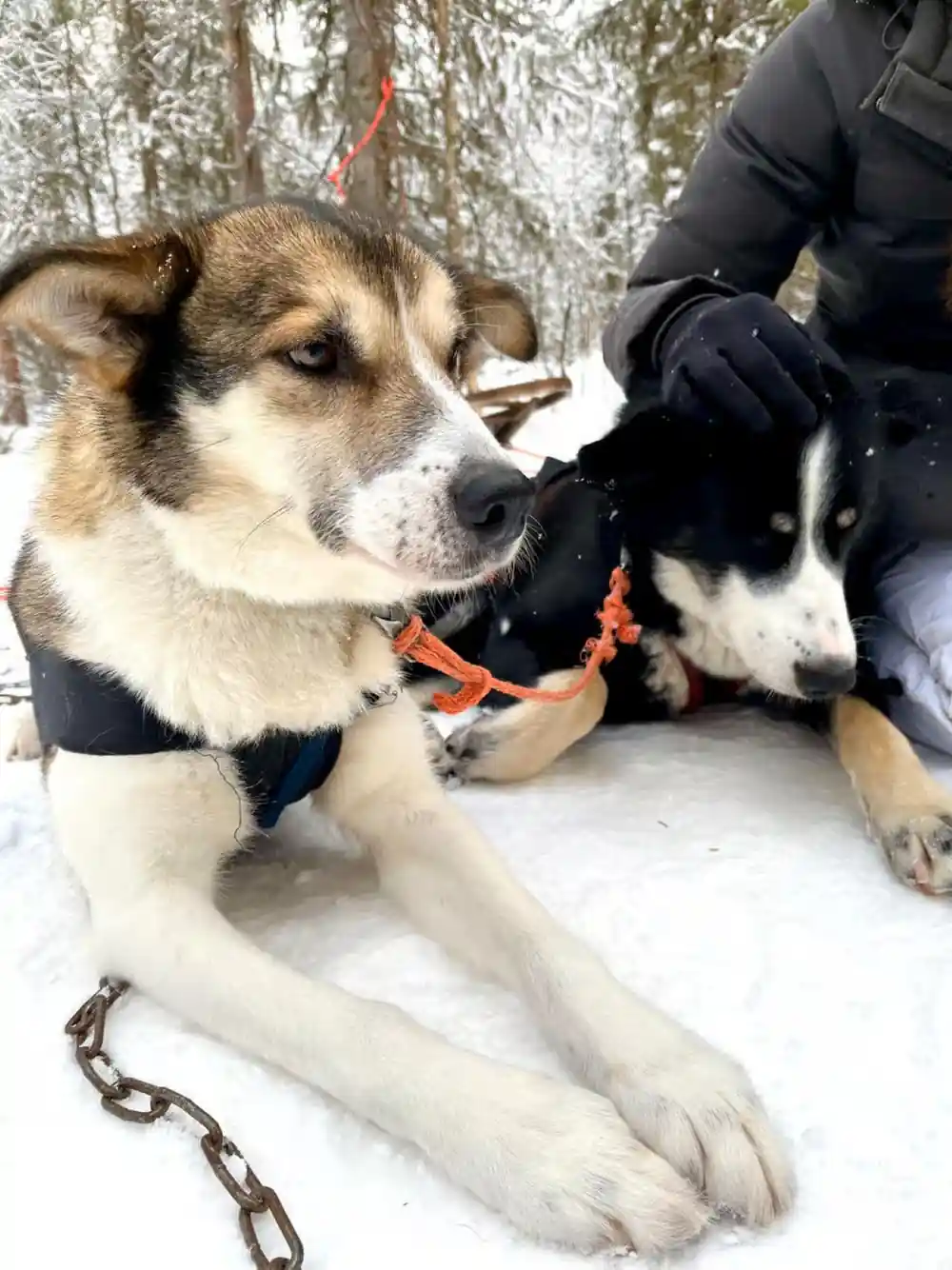 Two huskies lying together in the snow, close up