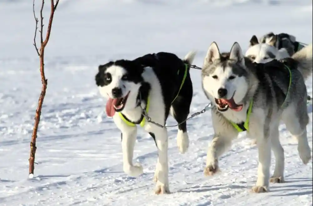 Two huskies running in harness towards the camera