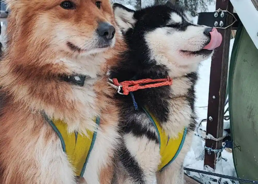 Two huskies side by side in coloured harness, one licking its nose
