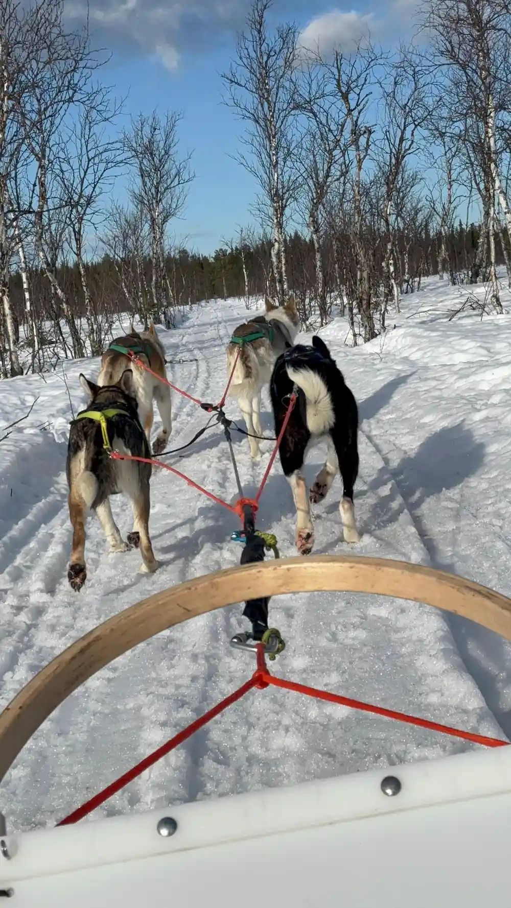 Two pairs of dogs pulling ahead of the sled, seen over the handlebar