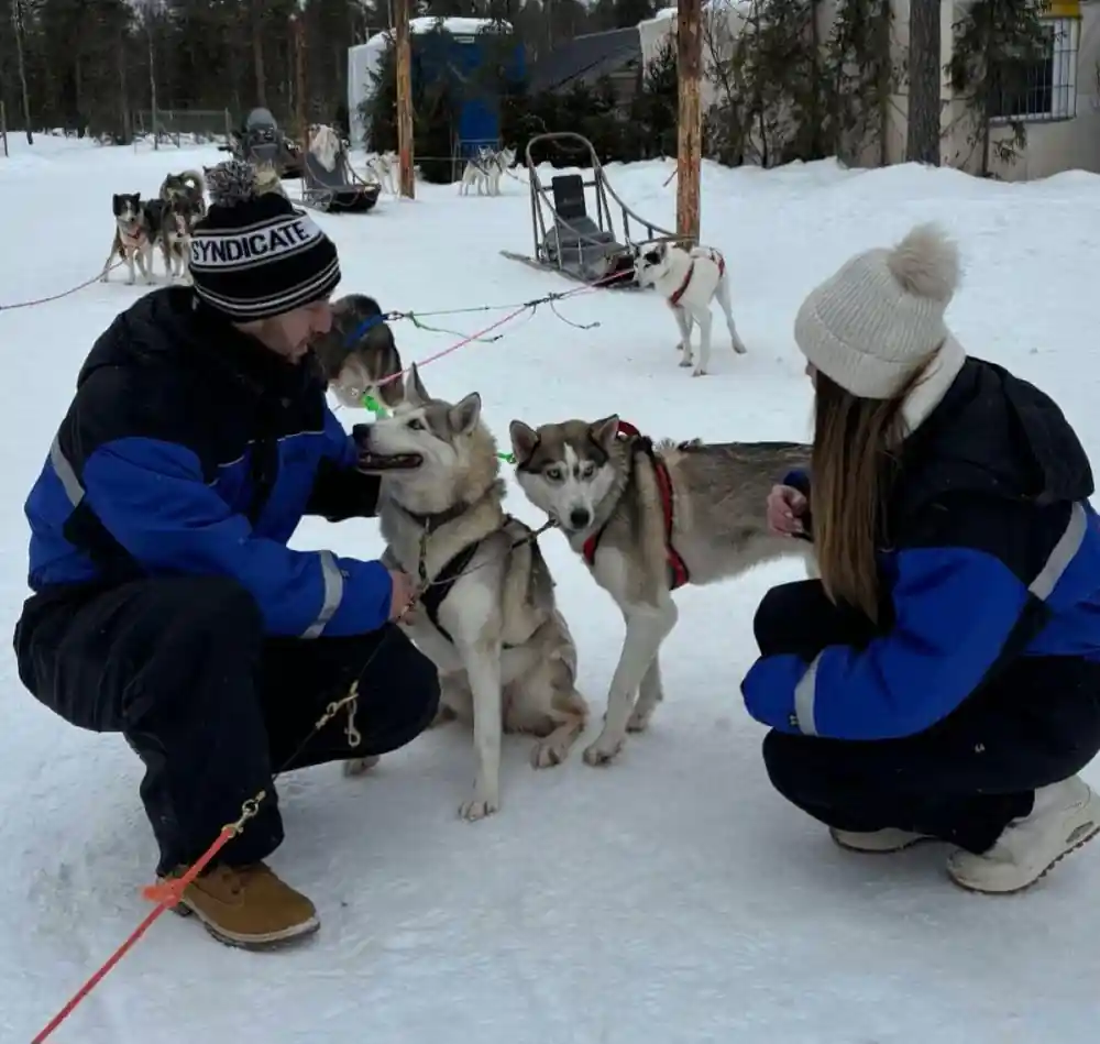 Two visitors kneeling among harnessed dogs at the kennel, sleds behind