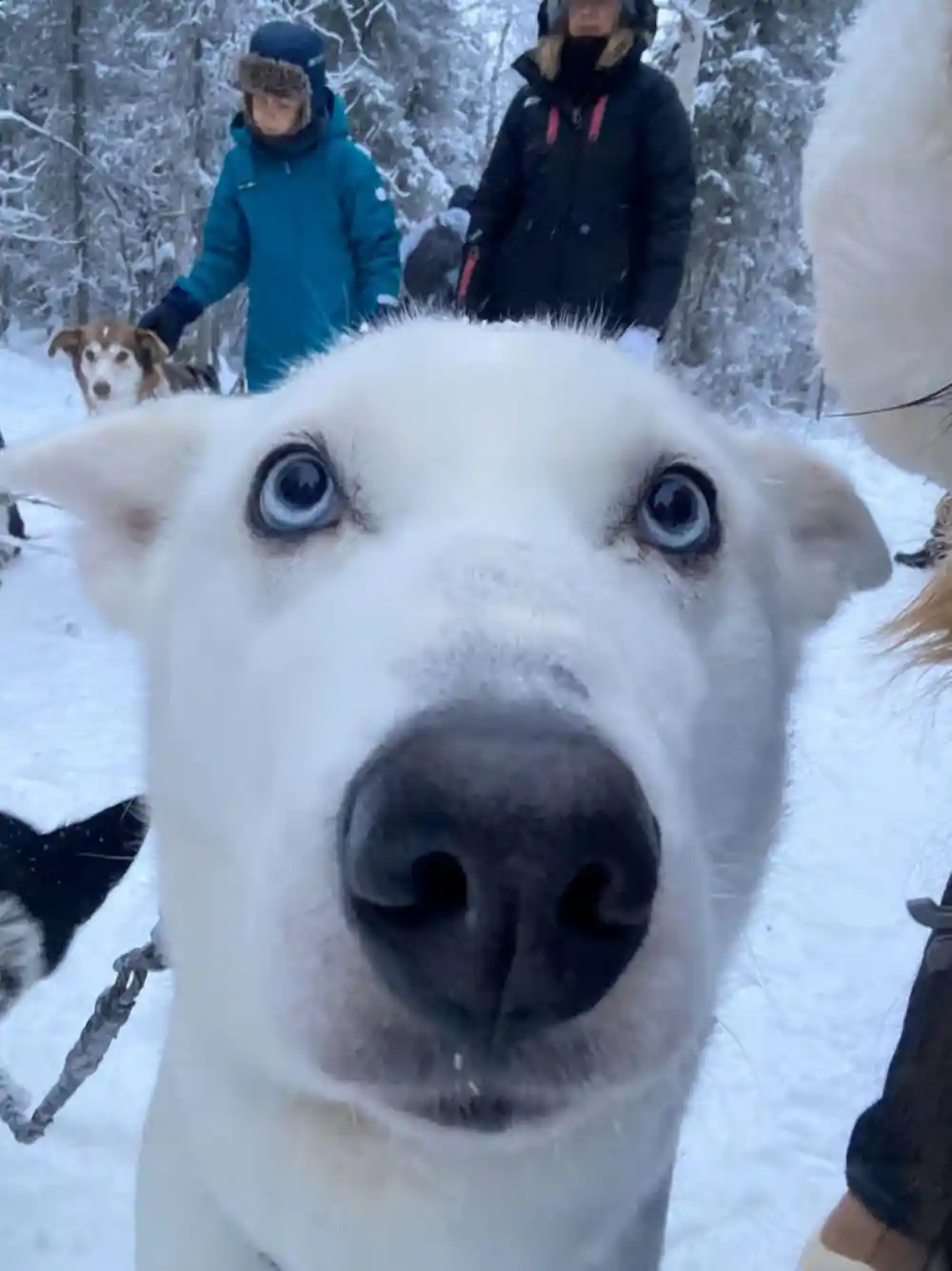Very close portrait of a white husky with pale blue eyes
