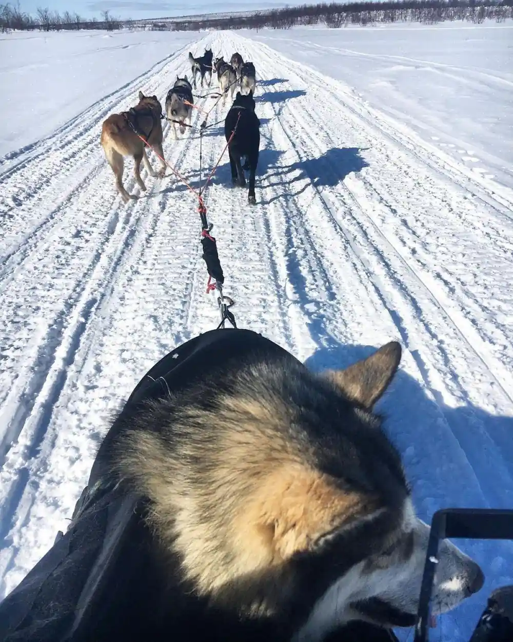 View forward from the sled over a dog back along a shadowed trail