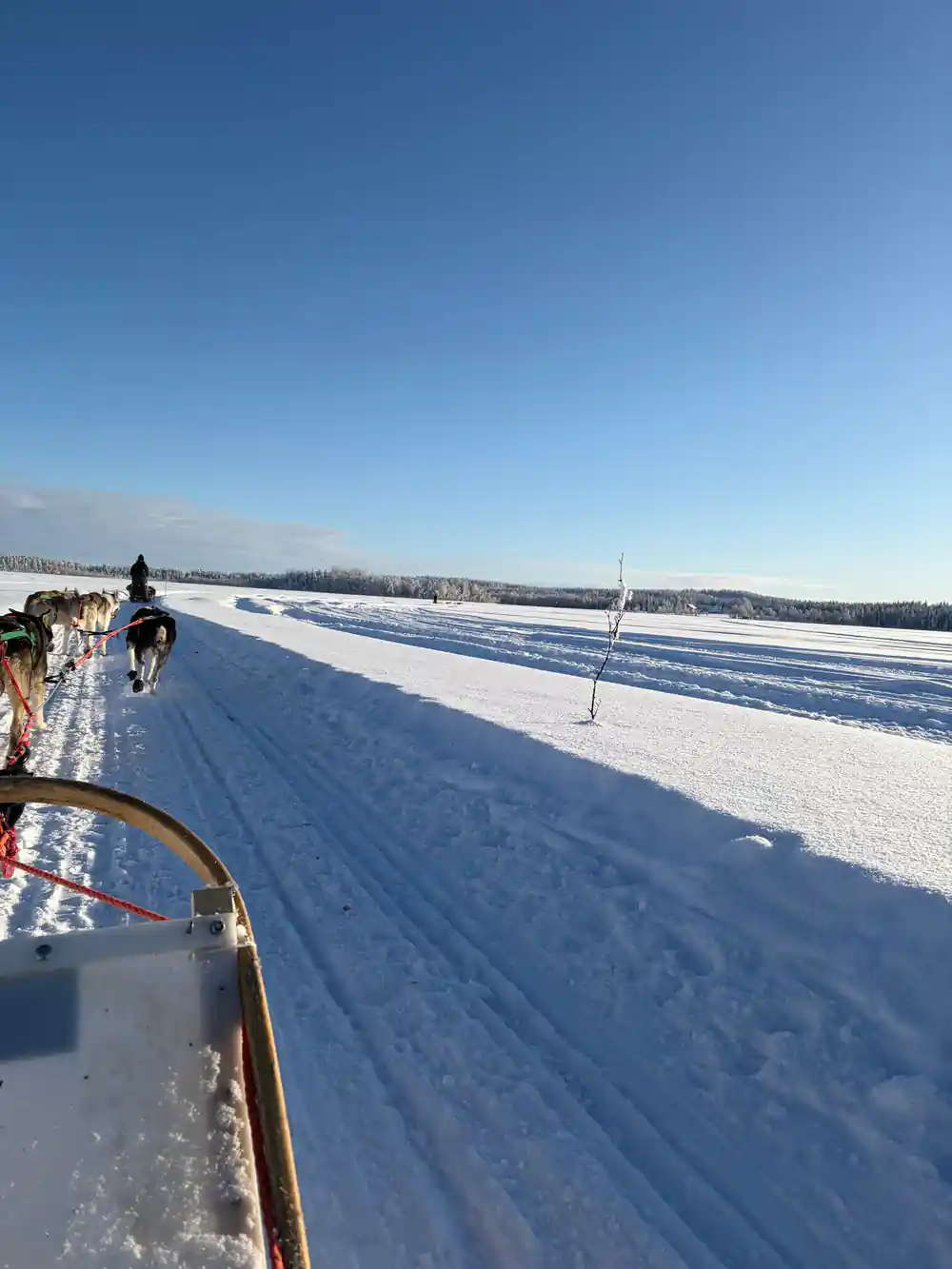 View from the sled along a wide track across open snow with long shadows