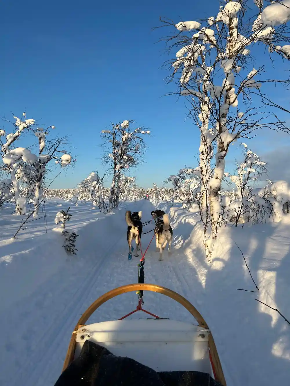 View from the sled through frost covered trees in low winter light