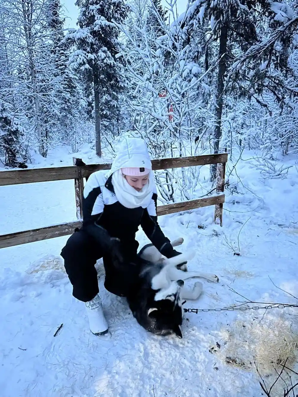 Visitor in white kneeling with a husky beside a wooden fence