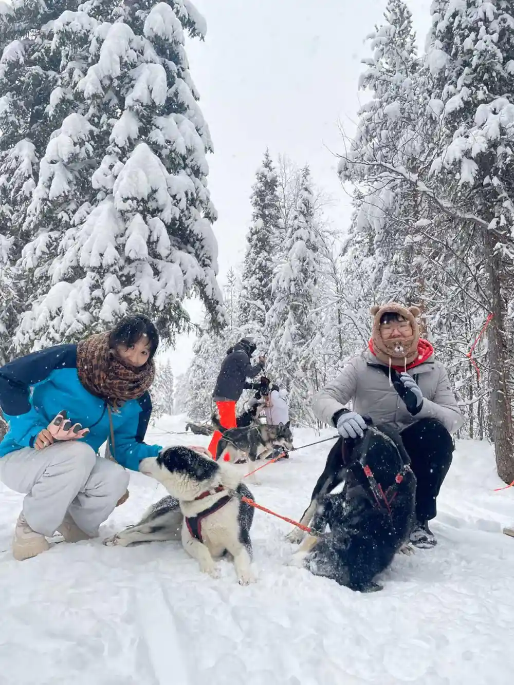 Visitors with dogs and a sled among frosted trees